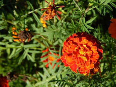 Arka plan için bahçedeki çiçekleri yakın çekim