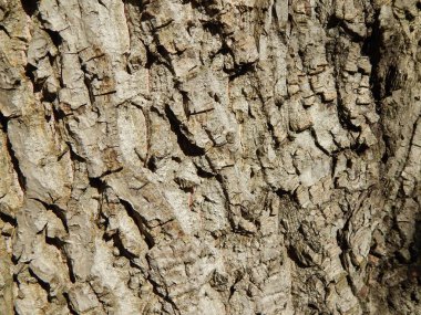 Doku doğal duvar inşaatı