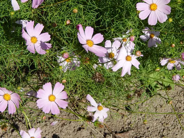 Fiori Primo Piano Giardino Sfondo — Foto Stock