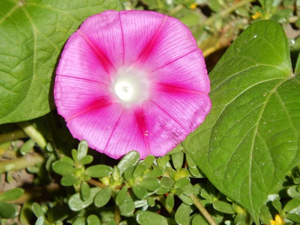 Flores Close Jardim Para Fundo — Fotografia de Stock