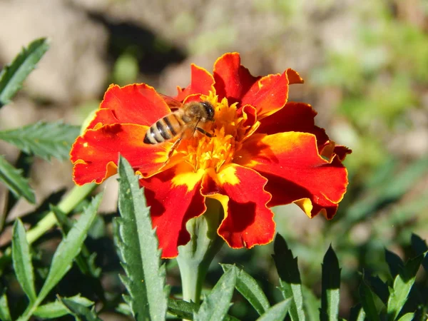 Blumen Nahaufnahme Garten Für Hintergrund — Stockfoto