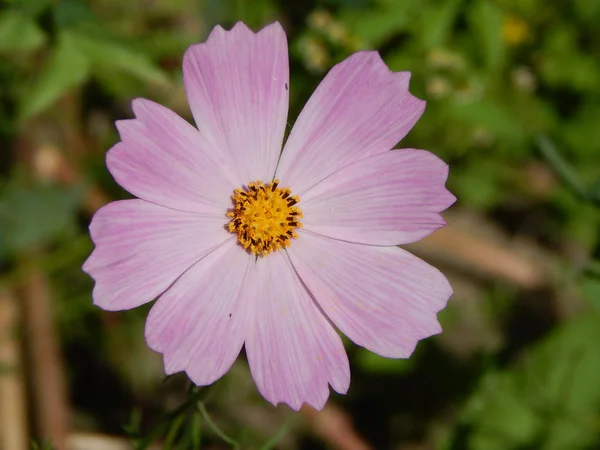 Blumen Nahaufnahme Garten Für Hintergrund — Stockfoto