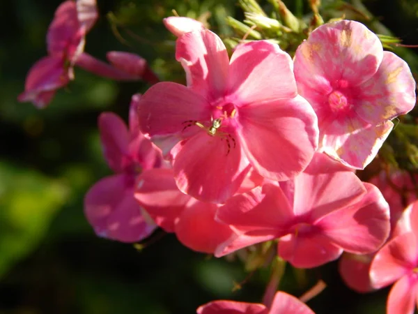 Квіти Крупним Планом Саду Фону — стокове фото