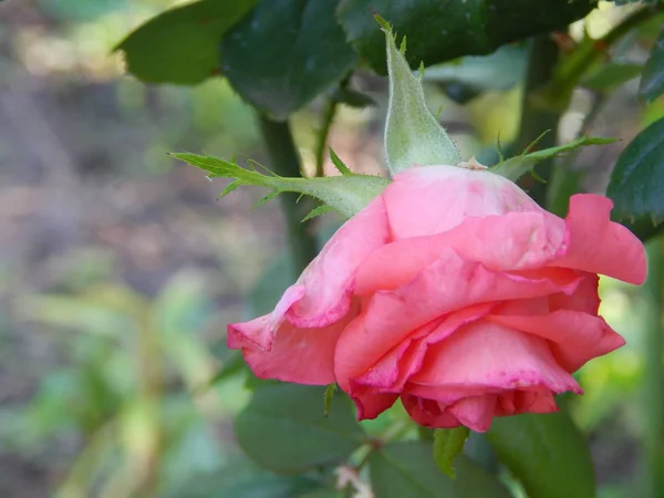 Fleurs Gros Plan Dans Jardin Pour Arrière Plan — Photo