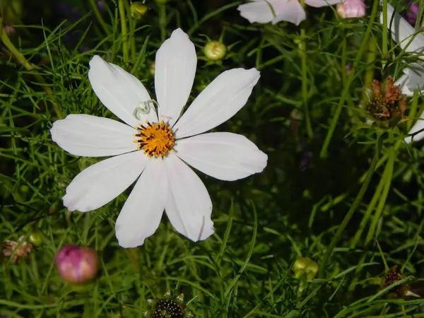 Flowers Close Garden Background — Stock Photo, Image