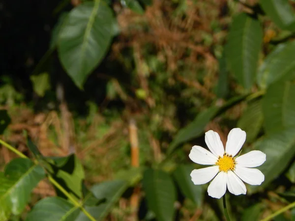 Fleurs Gros Plan Dans Jardin Pour Arrière Plan — Photo