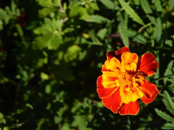 Blomster Som Ligger Nært Hagen Når Det Gjelder Bakgrunn – stockfoto