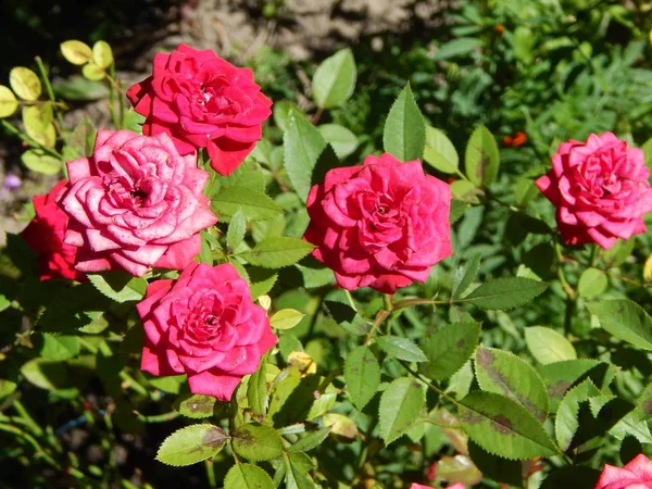 Arka plan için bahçedeki çiçekleri yakın çekim