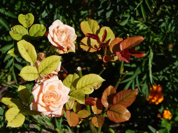 Fiori Primo Piano Giardino Sfondo — Foto Stock