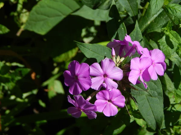 Flowers Close Garden Background — Stock Photo, Image