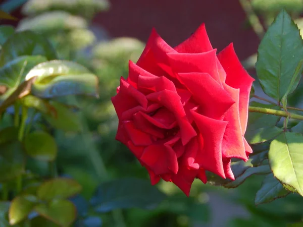 Blommor Närbild Trädgården För Bakgrund — Stockfoto