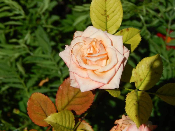 Fleurs Gros Plan Dans Jardin Pour Arrière Plan — Photo