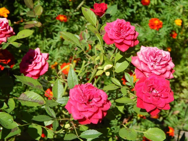 Flores Close Jardim Para Fundo — Fotografia de Stock