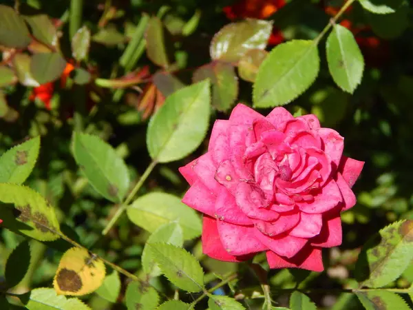 Flores Close Jardim Para Fundo — Fotografia de Stock