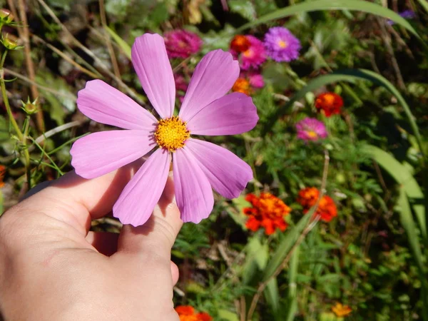 Blumen Nahaufnahme Garten Für Hintergrund — Stockfoto