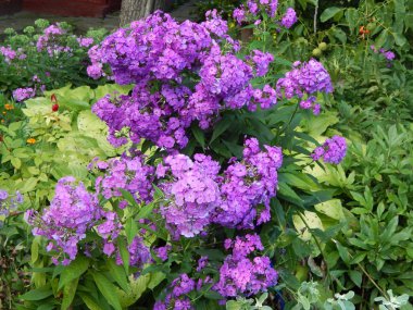 Bahçe arka plan duvar kağıdı doku içinde çiçek buketi