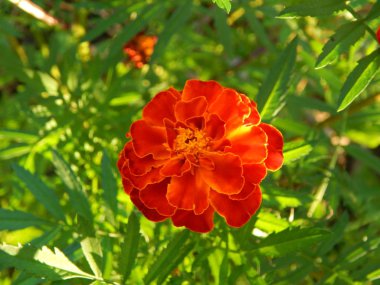 Bahçe arka plan duvar kağıdı doku içinde çiçek buketi