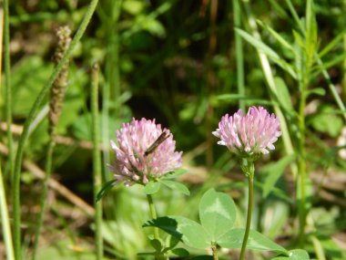 Bahçe arka plan duvar kağıdı doku içinde çiçek buketi
