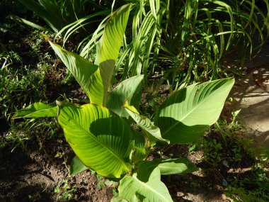 Ahşap doku yeşil doğa, ağaç ve çiçek
