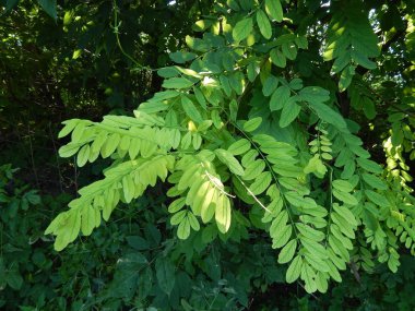 Ahşap doku yeşil doğa, ağaç ve çiçek