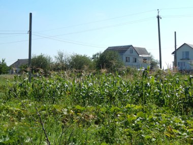 Ahşap doku yeşil doğa, ağaç ve çiçek