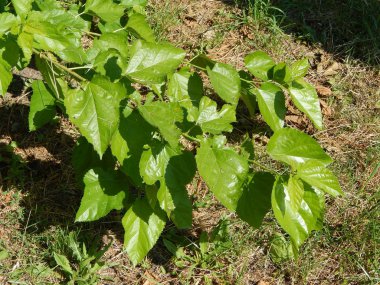 Ahşap doku yeşil doğa, ağaç ve çiçek