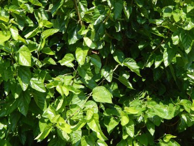 Ahşap doku yeşil doğa, ağaç ve çiçek