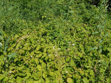 Ahşap doku yeşil doğa, ağaç ve çiçek