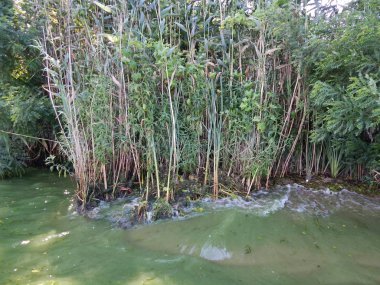 Ahşap doku yeşil doğa, ağaç ve çiçek