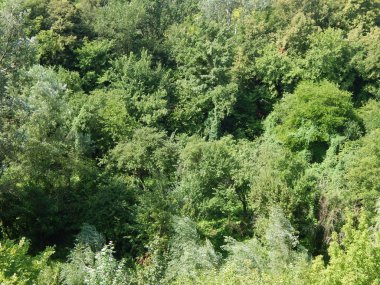 Ahşap doku yeşil doğa, ağaç ve çiçek