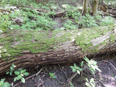 Ahşap doku yeşil doğa, ağaç ve çiçek