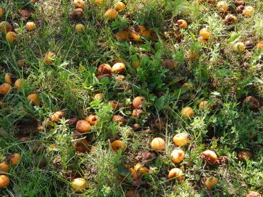 Meyve ve sebze bahçesinde gıda