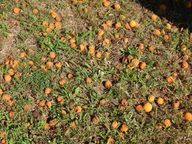 Meyve ve sebze bahçesinde gıda