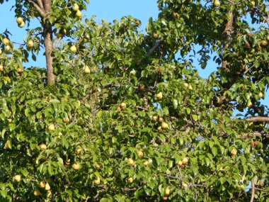 Meyve ve sebze bahçesinde gıda