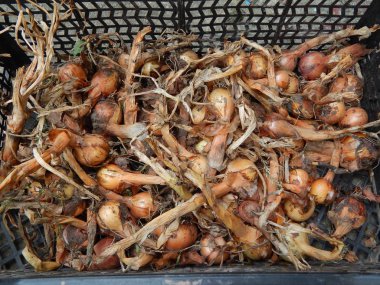 Meyve ve sebze bahçesinde gıda