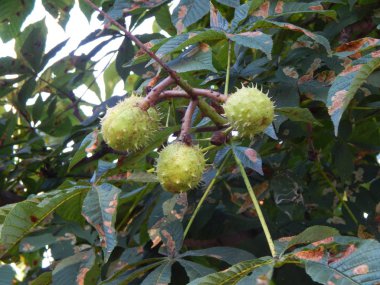 Sonbahar kestane ağaçları yeşil bahçe arka planda