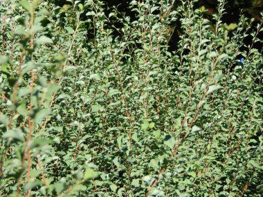 Çiçekler ve bitkiler için arka bahçede