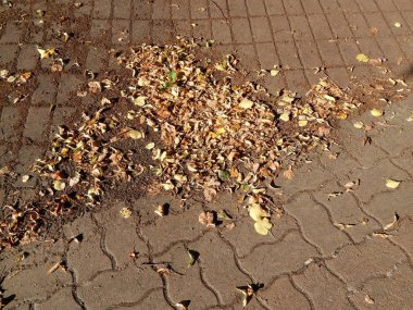 Çiçekler ve bitkiler için arka bahçede