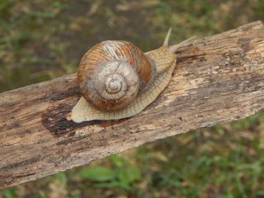 Yeşil çim bahçe içinde taramasını salyangoz