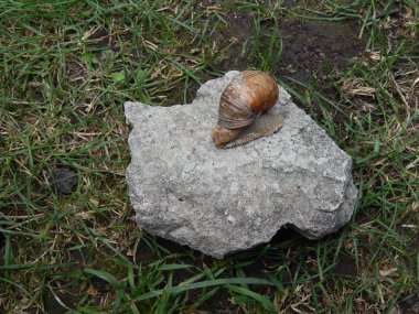 Yeşil çim bahçe içinde taramasını salyangoz