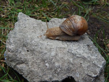 Yeşil çim bahçe içinde taramasını salyangoz
