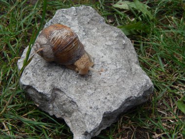 Yeşil çim bahçe içinde taramasını salyangoz