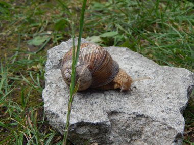 Yeşil çim bahçe içinde taramasını salyangoz