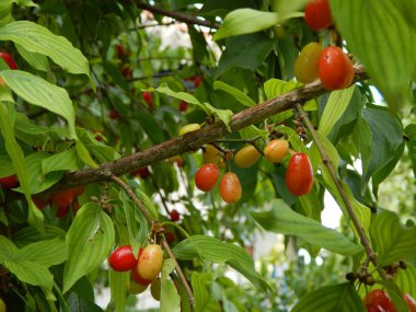 Bahçe ve frehly gıda sebze