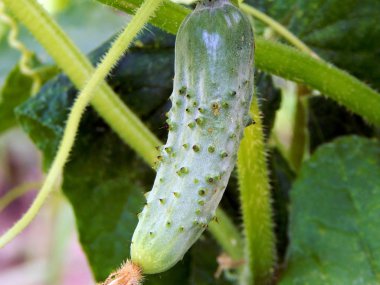 Sebze ve meyve bahçesinde
