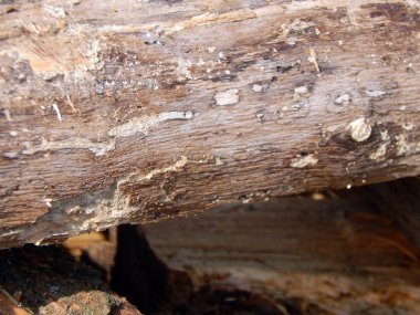 Ev güverte fırın içine Isıtma için yakacak odun