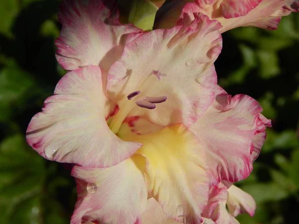 Μπουκέτο Λουλούδια Της Υφής Ταπετσαρία Φόντο Στον Κήπο — Φωτογραφία Αρχείου