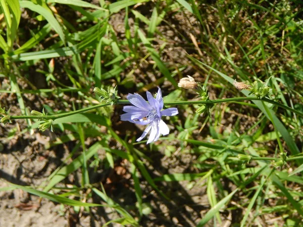 庭の背景壁紙テクスチャの花の花束 — ストック写真