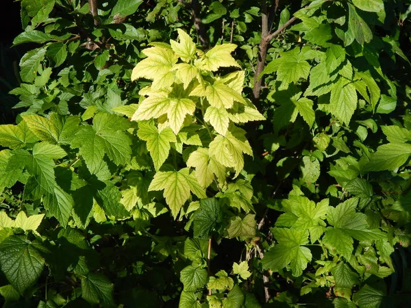 Texture Green Nature Wood Tree Flowers — Stock Photo, Image