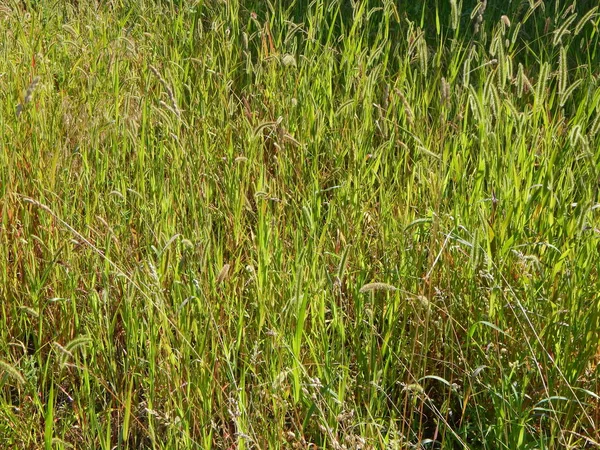 Textur Grüne Natur Holz Baum Und Blumen — Stockfoto